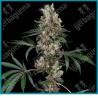 Chemberries ( Chemdawg x Caribbean Strawberry ) de White label