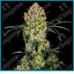 Aloha og ( Girl Scout Cookies x Face Off OG ) de Sensi seeds