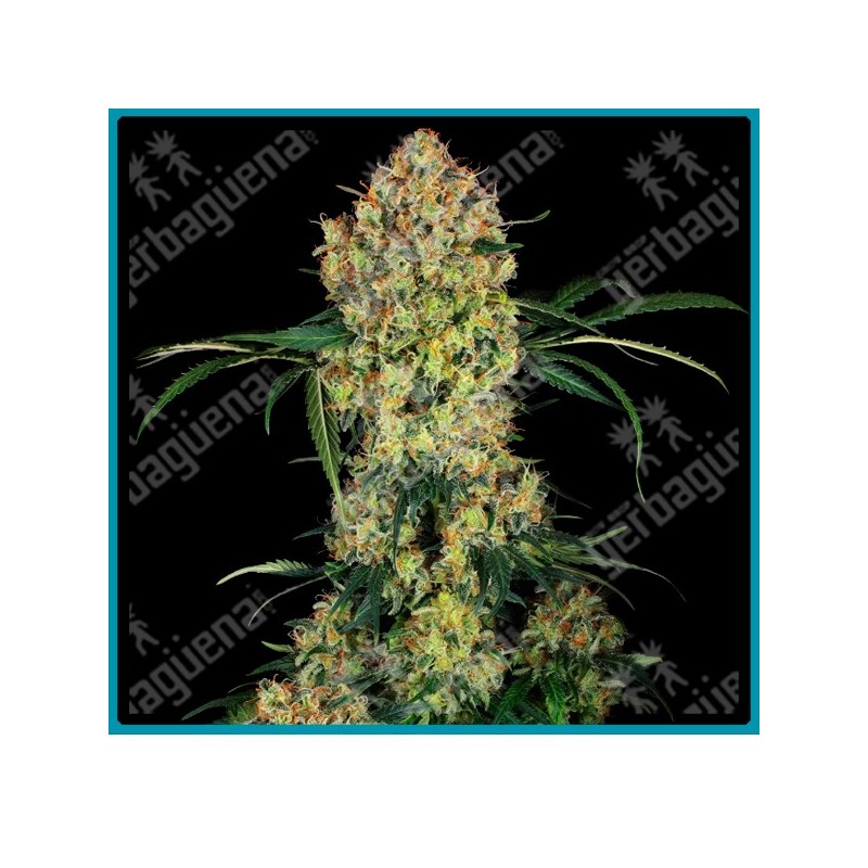 Aloha og ( Girl Scout Cookies x Face Off OG ) de Sensi seeds