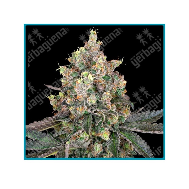 Sweet berry breeze ( Mendocino Channel Kush x Strawberries & Cream F1 ) de White label