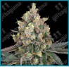 Sweet berry breeze ( Mendocino Channel Kush x Strawberries & Cream F1 ) de White label