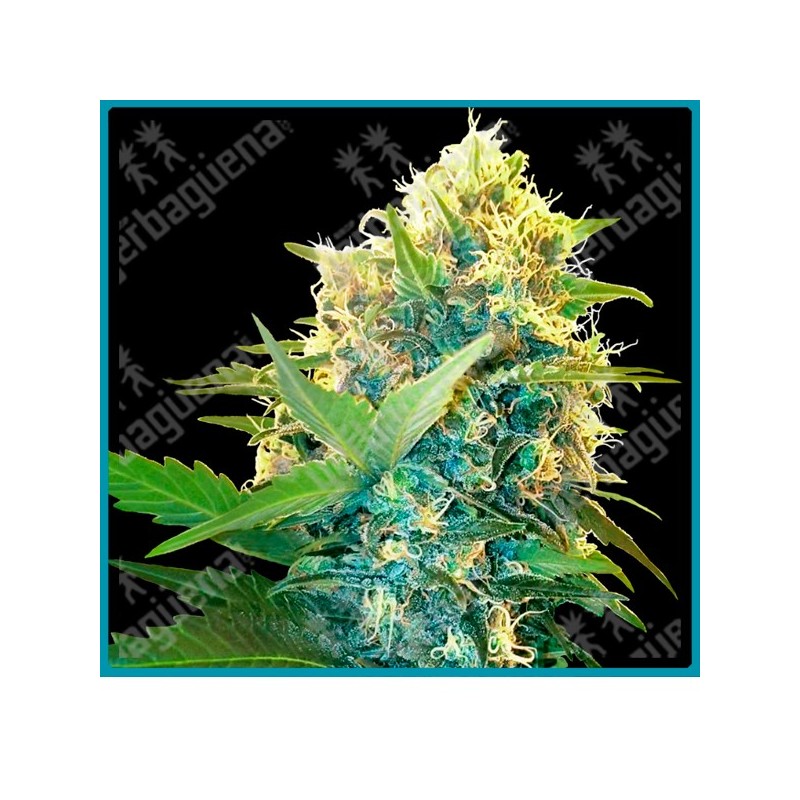 Double kush cake ( Skunk Kush x Afghani#1 x Hindu Kush ) de Sensi seeds