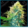 Double kush cake ( Skunk Kush x Afghani#1 x Hindu Kush ) de Sensi seeds