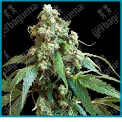 Jack flash 5 ( Jack Herer x Super Skunk x Haze )  de Sensi seeds