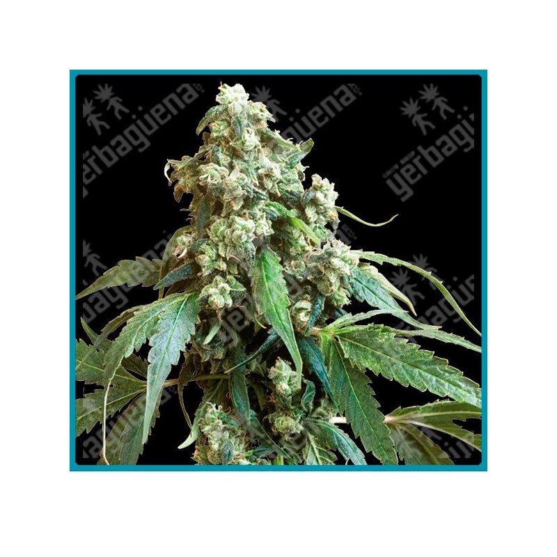 Jack flash 5 ( Jack Herer x Super Skunk x Haze )  de Sensi seeds