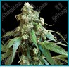 Jack flash 5 ( Jack Herer x Super Skunk x Haze )  de Sensi seeds