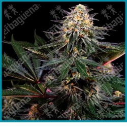 Lockdown kush ( San Fernando Valley OG x Afghani #1 ) de Sensi seeds