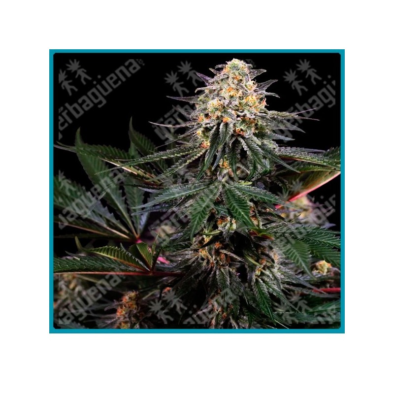 Lockdown kush ( San Fernando Valley OG x Afghani #1 ) de Sensi seeds
