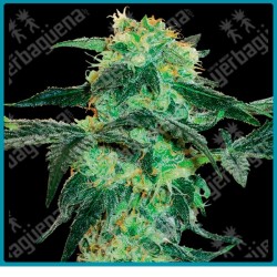 White ice ( Northern Lights x Dutch Skunk x hachís afgano ) de White label