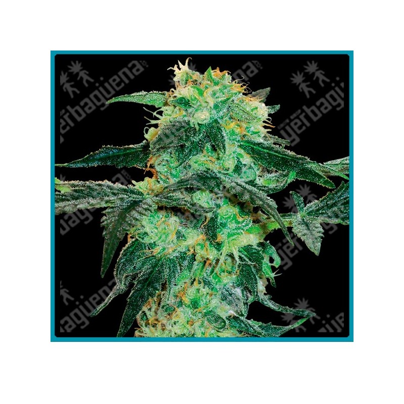 White ice ( Northern Lights x Dutch Skunk x hachís afgano ) de White label