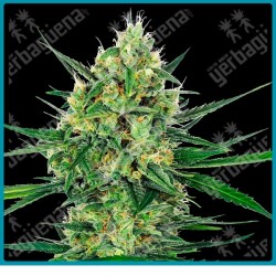 Tangerine Sugar ( California Indica x  Skunk #1 x Sensi Skunk ) de Sensi seeds