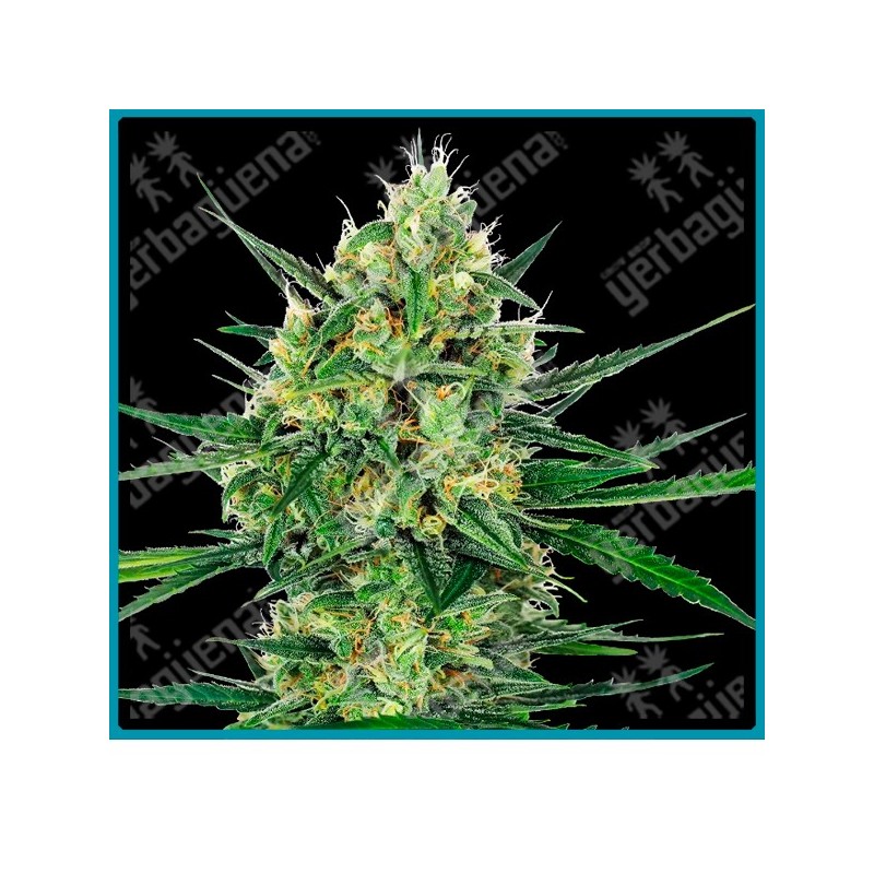 Tangerine Sugar ( California Indica x  Skunk #1 x Sensi Skunk ) de Sensi seeds