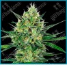 Tangerine Sugar ( California Indica x  Skunk #1 x Sensi Skunk ) de Sensi seeds