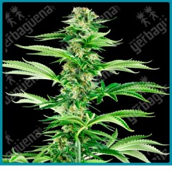 Honey melon haze ( California Orange Bud x Orange Haze ) de Sensi seeds