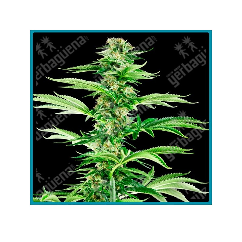 Honey melon haze ( California Orange Bud x Orange Haze ) de Sensi seeds
