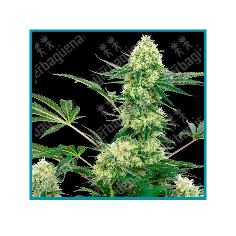 Wedding cheesecake ( OG Kush x Granddaddy Purple x West Coast’s Purple Urke x Big Bud x Durban ) de White label