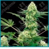 Wedding cheesecake ( OG Kush x Granddaddy Purple x West Coast’s Purple Urke x Big Bud x Durban ) de White label