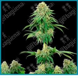 Girl scout cookies (  Durban sudafricana x Hindu Kush x OG Kush ) de White label