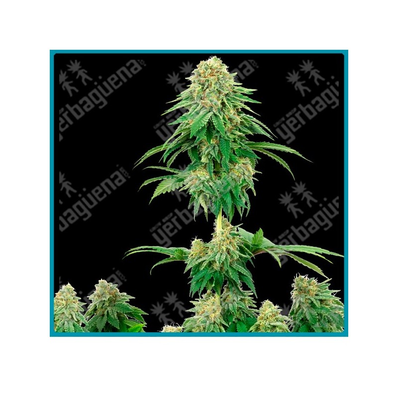 Girl scout cookies (  Durban sudafricana x Hindu Kush x OG Kush ) de White label