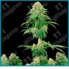 Girl scout cookies (  Durban sudafricana x Hindu Kush x OG Kush ) de White label