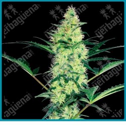 White diesel ( Widow x NYC Diesel ) de White label