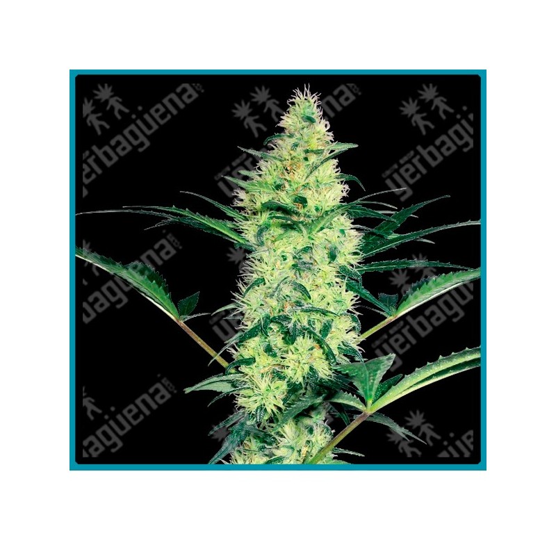 White diesel ( Widow x NYC Diesel ) de White label