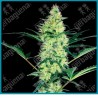 White diesel ( Widow x NYC Diesel ) de White label