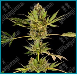 Himalayan cbd ( Sensi #49 CBD x Hindu Kush x OG Kush ) de Sensi seeds