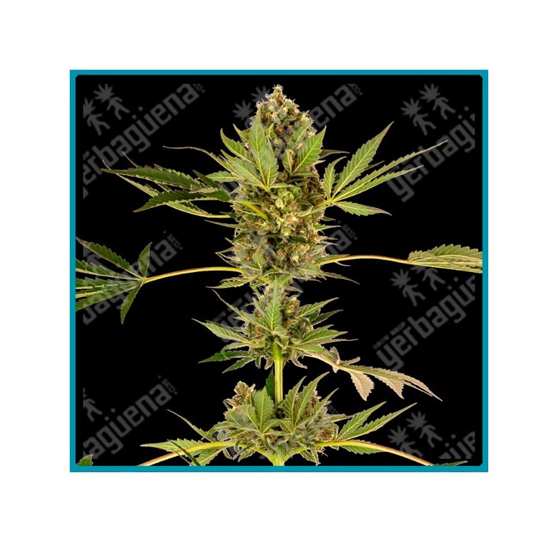 Himalayan cbd ( Sensi #49 CBD x Hindu Kush x OG Kush ) de Sensi seeds
