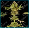 Himalayan cbd ( Sensi #49 CBD x Hindu Kush x OG Kush ) de Sensi seeds