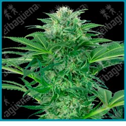 Skunk dream cbd ( Sensi Skunk x Alpine Delight CBD ) de Sensi seeds
