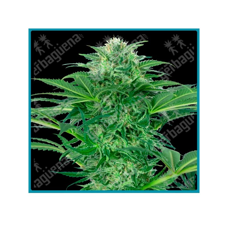 Skunk dream cbd ( Sensi Skunk x Alpine Delight CBD ) de Sensi seeds