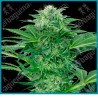 Skunk dream cbd ( Sensi Skunk x Alpine Delight CBD ) de Sensi seeds