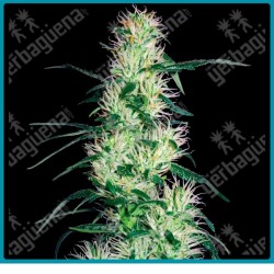 Purple haze ( Purple Thai x Haze ) de White label
