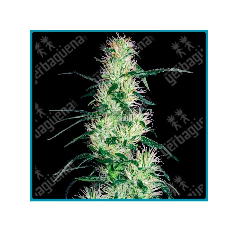 Purple haze ( Purple Thai x Haze ) de White label