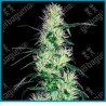 Purple haze ( Purple Thai x Haze ) de White label