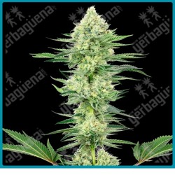 White gorilla haze ( Amnesia Haze x Silver Haze x Gorilla Glue ) de White label