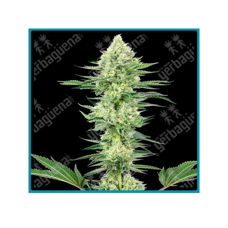 White gorilla haze ( Amnesia Haze x Silver Haze x Gorilla Glue ) de White label