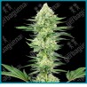 White gorilla haze ( Amnesia Haze x Silver Haze x Gorilla Glue ) de White label