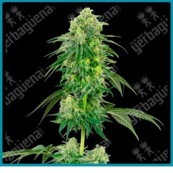 Strawberry kush ( Strawberry Cough x OG Kush ) de White label
