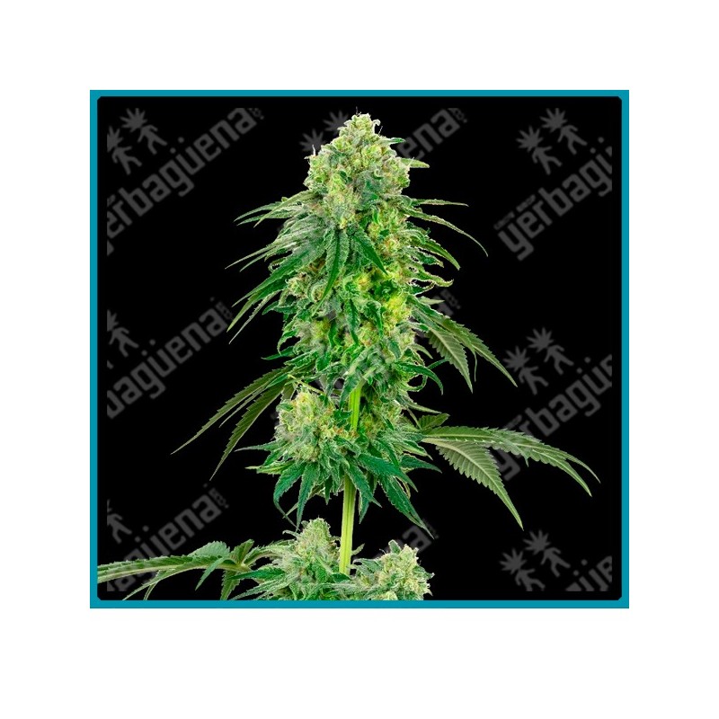 Strawberry kush ( Strawberry Cough x OG Kush ) de White label