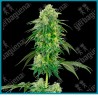 Strawberry kush ( Strawberry Cough x OG Kush ) de White label