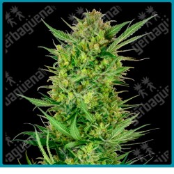 Buttercream gelato ( Durban x Gelato x Hindu Kush ) de Sensi seeds