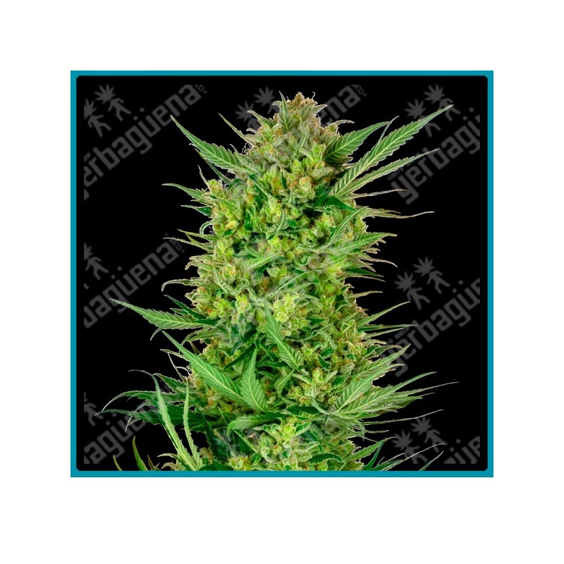 Buttercream gelato ( Durban x Gelato x Hindu Kush ) de Sensi seeds