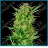 Buttercream gelato ( Durban x Gelato x Hindu Kush ) de Sensi seeds
