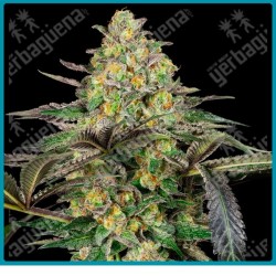 Grapevine candy ( Zkittlez x Modified Grapes ) de Sensi seeds