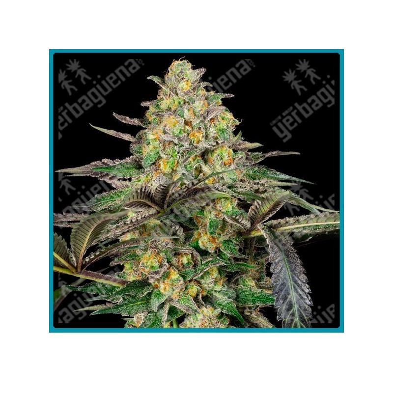 Grapevine candy ( Zkittlez x Modified Grapes ) de Sensi seeds
