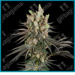 Slam Dank ( White Ice x High School Reunion x Gary Payton x Burmese Pie ) de Sensi seeds
