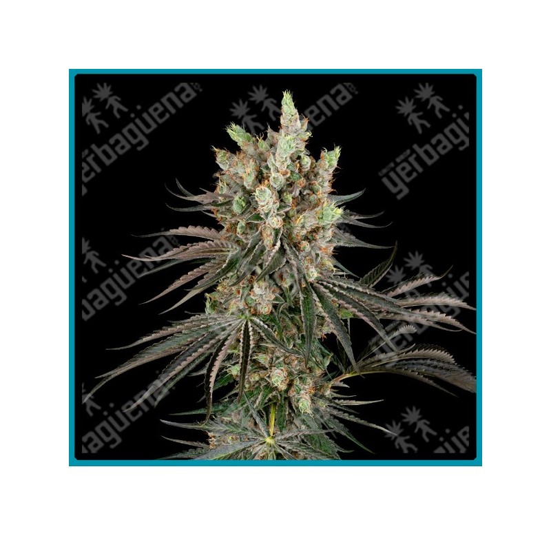 Slam Dank ( White Ice x High School Reunion x Gary Payton x Burmese Pie ) de Sensi seeds