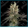 Slam Dank ( White Ice x High School Reunion x Gary Payton x Burmese Pie ) de Sensi seeds
